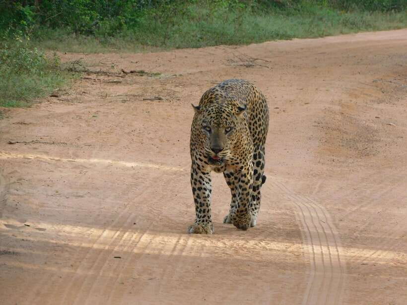 Yala National Park Safari Tours: Morning/Evening/Full Day - Key points at a glance