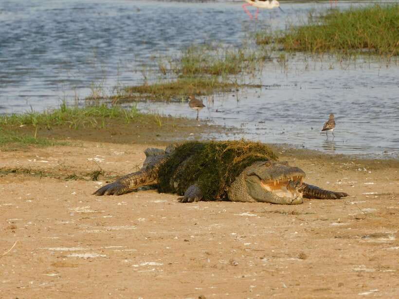 Yala National Park Safari Tours: Morning/Evening/Full Day - Final call: is this Yala safari worth booking?