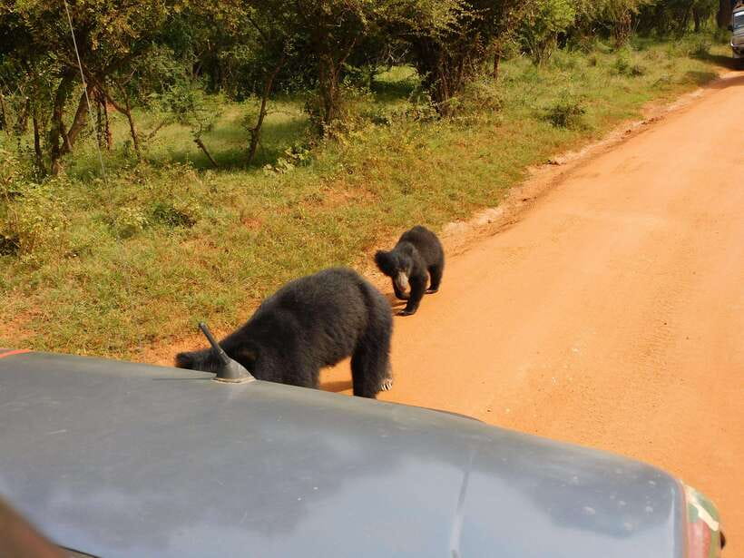 Yala National Park Safari Tours: Morning/Evening/Full Day - Choosing the right Yala safari length