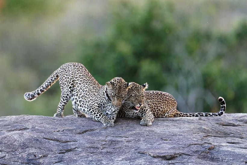 Yala National Park Safari Tours: Morning/Evening/Full Day - Breakfast, lunch, water, and the practical comfort level