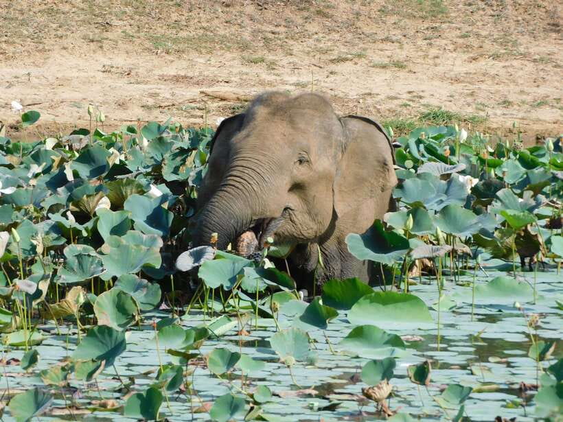 Yala National Park Safari Tours: Morning/Evening/Full Day - Tracking leopards without treating the park like a race