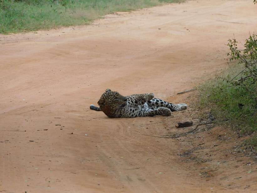 Yala National Park Safari Tours: Morning/Evening/Full Day - Elephants, crocodiles, birds, and the rest of the park