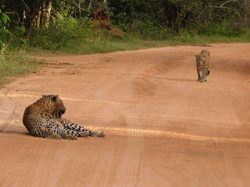 Yala National Park Safari Tours: Morning/Evening/Full Day - What the route inside Yala feels like
