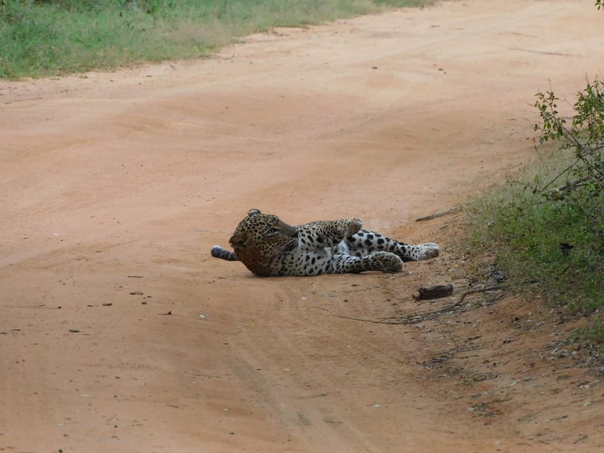Yala National Park Safari Tours: Morning/Evening/Full Day - Price and what the $25 really buys