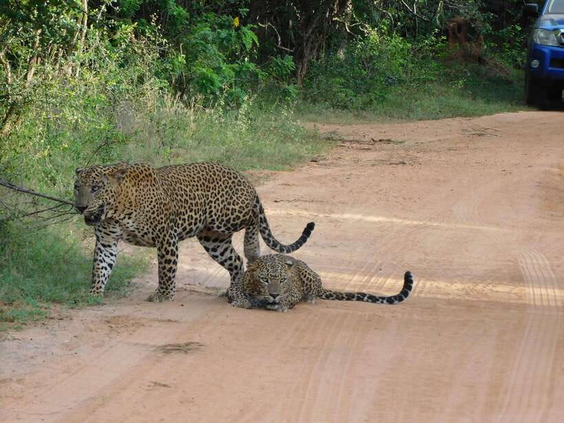 Yala National Park Safari Tours: Morning/Evening/Full Day - Who should book this experience