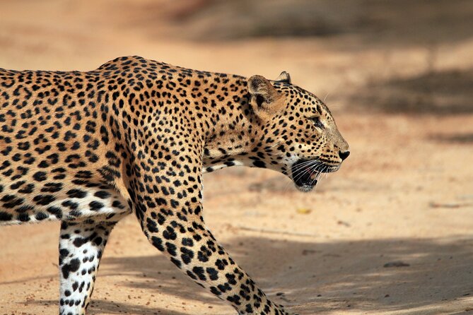 Yala National Park Wildlife Safari/ Game Drive - by Ajith Safari - Why Yala is worth your time