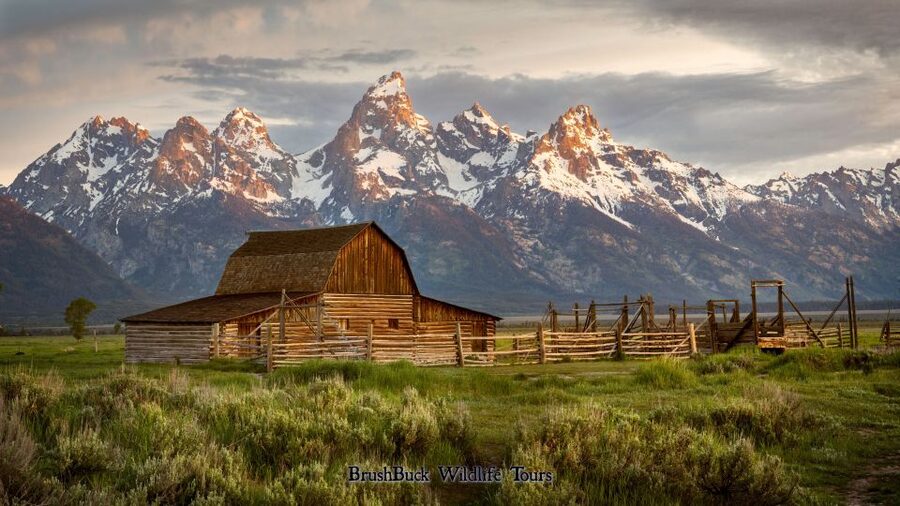 Yellowstone & Grand Tetons: 4-Day/3-Night Wildlife Adventure - Why this tour works for a first visit