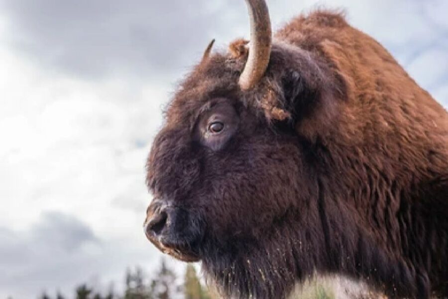 Yellowstone & Grand Tetons: 4-Day/3-Night Wildlife Adventure - Day 3: Cody museum and the road to Lamar Valley