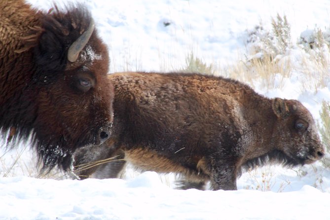 Yellowstone Lower Loop Full-Day Tour - Hayden Valley and the search for wildlife