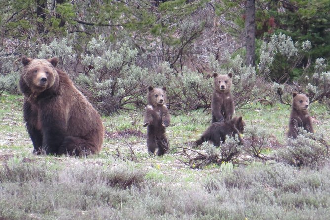Yellowstone National Park - Full-Day Lower Loop Tour from Jackson - Key points to know before booking