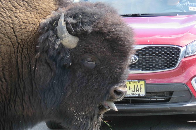 Yellowstone National Park - Full-Day Lower Loop Tour from Jackson - Grand Canyon of the Yellowstone and its waterfalls