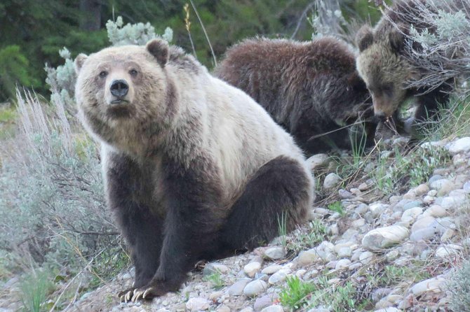 Yellowstone National Park - Full-Day Lower Loop Tour from Jackson - A 6:30 a.m. start and the ride north