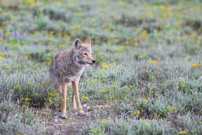 Yellowstone Wildlife Safari from Bozeman - Private Tour - Tower Fall brings a short waterfall stop