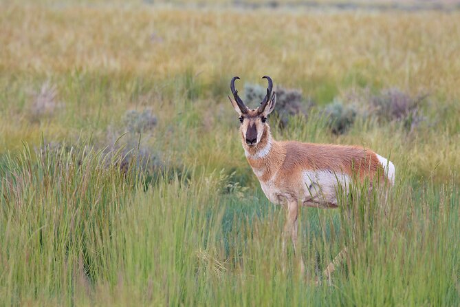 Yellowstone Wildlife Safari from Bozeman - Private Tour - The Yellowstone River is both scenery and habitat