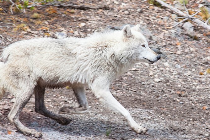 Yellowstone Wildlife Safari from Bozeman - Private Tour - Slough Creek is built for patient wildlife watching