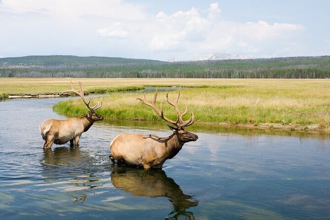 Yellowstone Wildlife Safari in Lamar Valley from Bozeman - Key things to know before booking