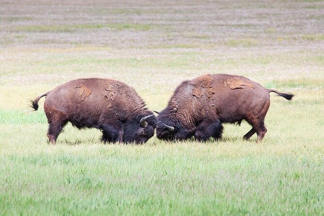Yellowstone Wildlife Safari in Lamar Valley from Bozeman - A 6 a.m. start from Bozeman
