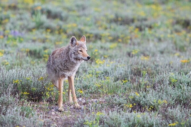Yellowstone Wildlife Safari in Lamar Valley from Bozeman - Petrified Tree and Yellowstone’s volcanic past