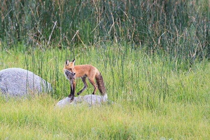 Yellowstone Wildlife Safari in Lamar Valley from Bozeman - Tower Fall and the northern park roads