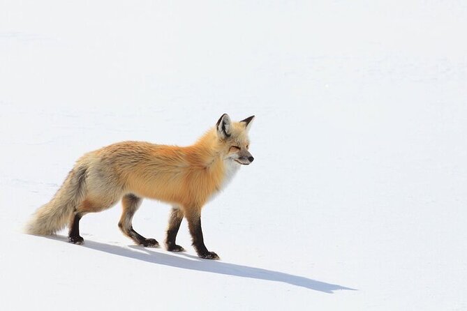 Yellowstone Winter Wildlife Safari from Bozeman - Why winter is a smart time for a wildlife safari