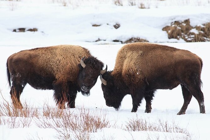 Yellowstone Winter Wildlife Safari from Bozeman - Mammoth Hot Springs brings geology into the day