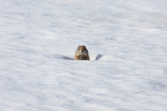 Yellowstone Winter Wildlife Safari from Bozeman - Tower Fall and the Yellowstone River