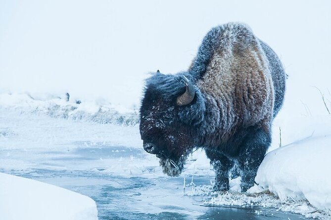 Yellowstone Winter Wildlife Safari from Bozeman - Slough Creek and Lamar Valley are the wildlife core