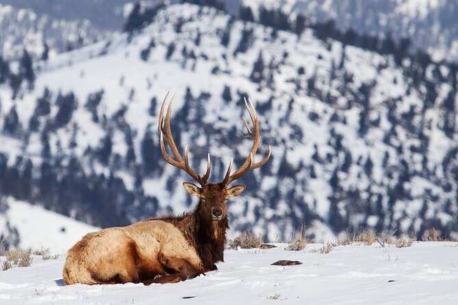 Yellowstone Winter Wildlife Safari from Bozeman - Albright Visitor Center adds park history