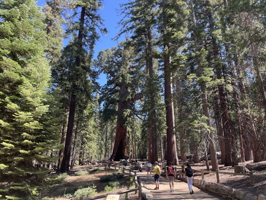 Yosemite, Giant Sequoias, Private Tour from San Francisco - Key points at a glance