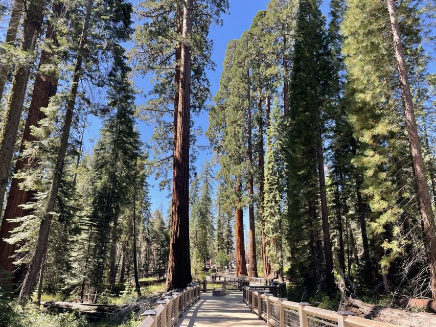 Yosemite, Giant Sequoias, Private Tour from San Francisco - Yosemite Falls and the valley’s classic cliffs