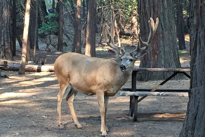 Yosemite Highlights Small Group Tour - The guides shape the day