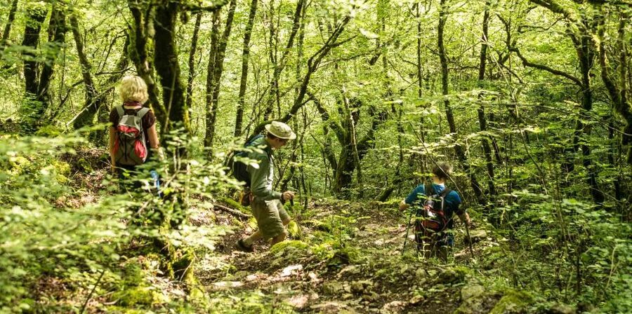 Zagori: Vikos Gorge full-day guided hike - The forest, plants, and changing views