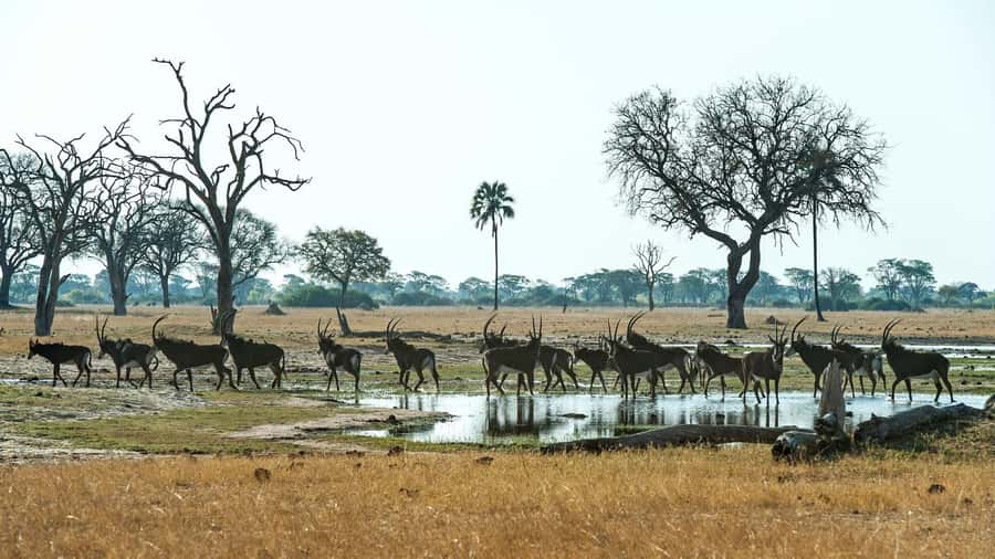 Zambezi National Park Game Drive in a Small Group - Key points to know before you go