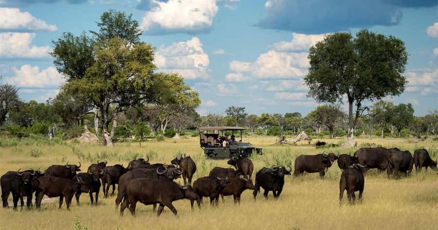 Zambezi National Park Game Drive in a Small Group - The 3:00 p.m. drive and its easier rhythm