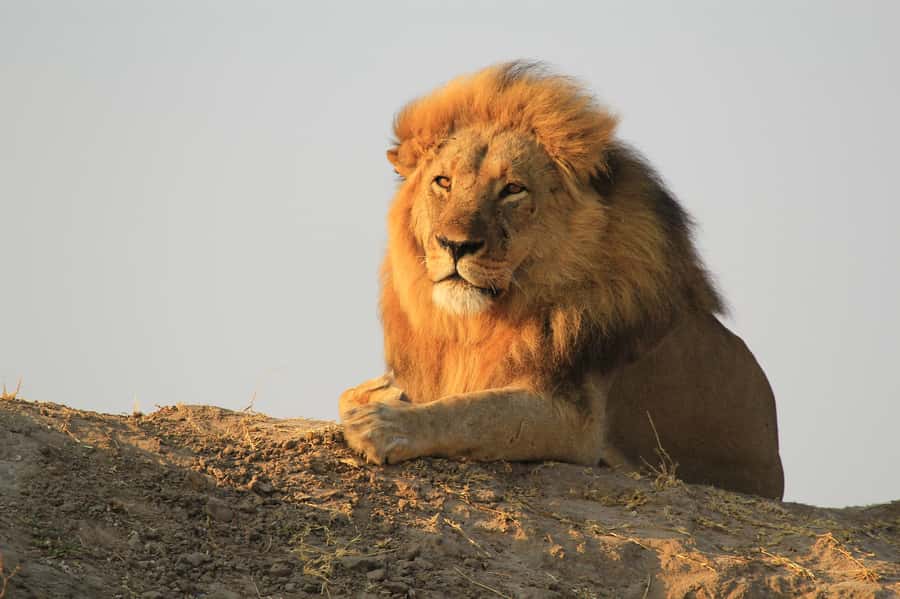 Zambezi National Park Game Drive in a Small Group - What the three-hour route feels like
