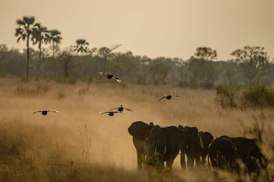 Zambezi National Park Game Drive in a Small Group - Animals you may see in Zambezi National Park
