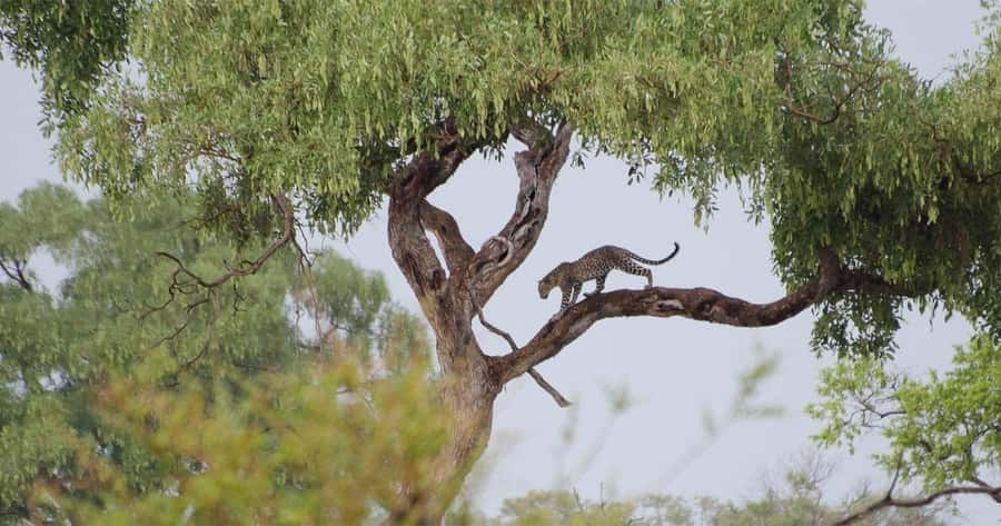 Zambezi National Park Game Drive in a Small Group - The guides make the biggest difference