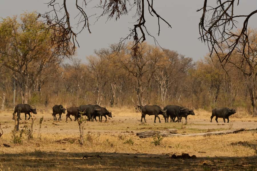 Zambezi National Park Game Drive in a Small Group - Small group, open vehicle, and photography